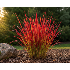 Imperáta valcovitá (Imperata cylindrica) ´RED BARON´- kont. C2L